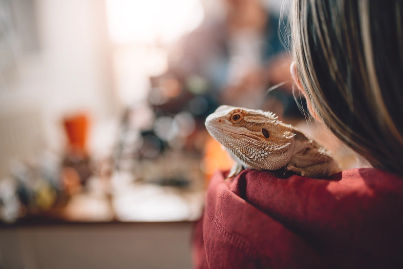 Service reptile entre particuliers