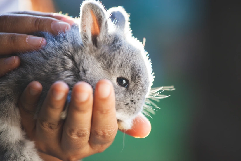 Service garde lapin entre particuliers