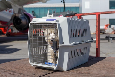 Location cage transport animaux entre particuliers