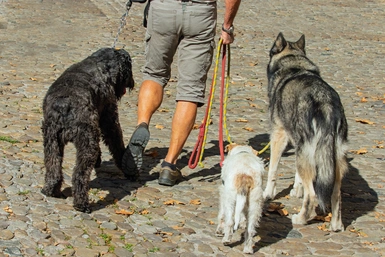 Service promeneur chien entre particuliers