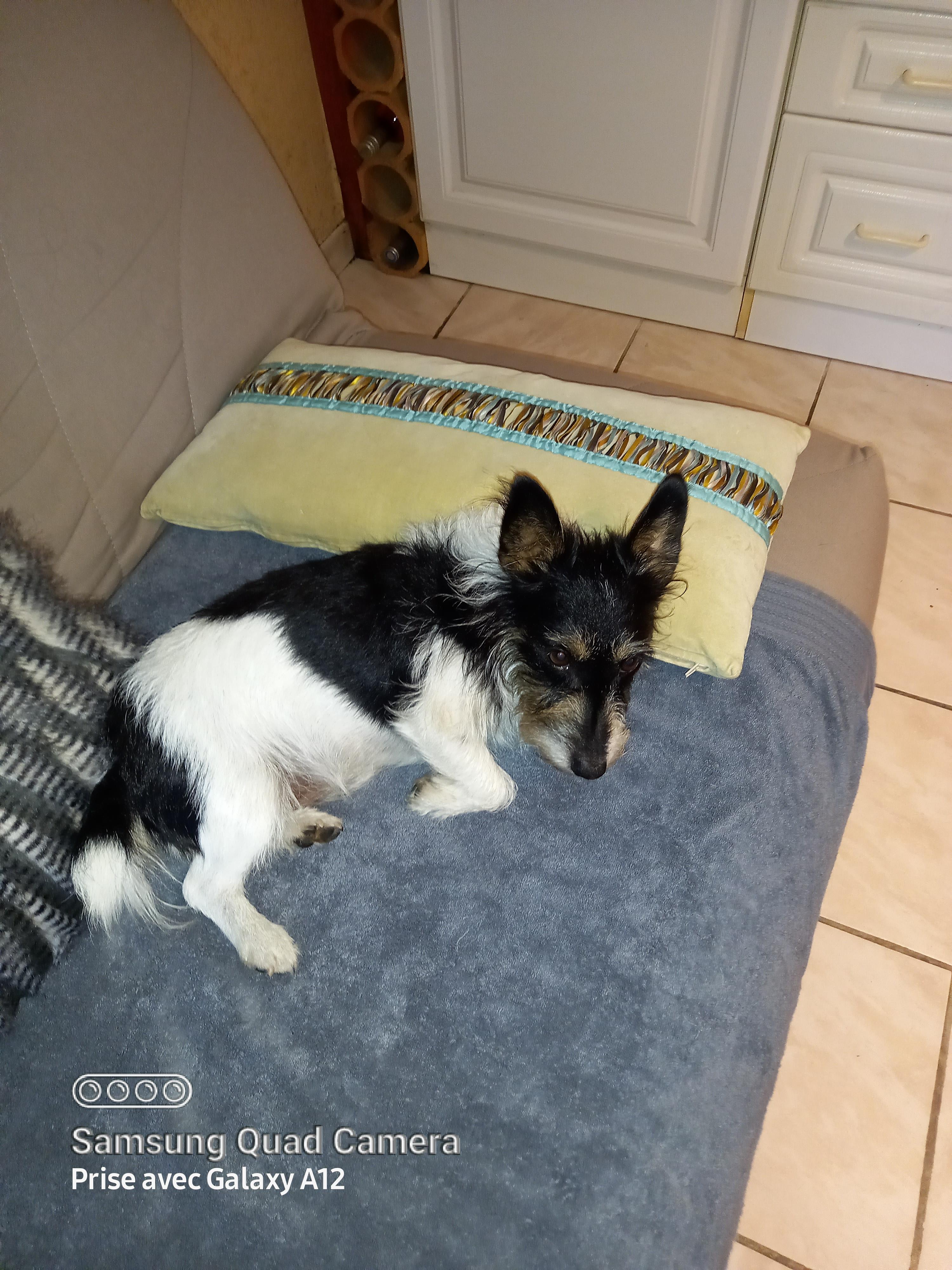 Service chien 27 entre particuliers