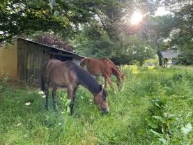 Service garde animaux entre particuliers