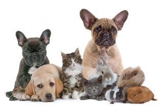 Service garde animaux entre particuliers