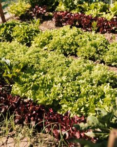 Location jardin potager entre particuliers