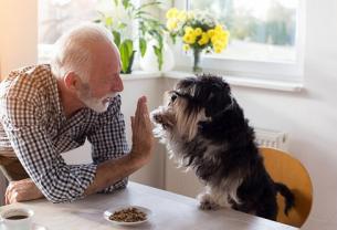 Service chien entre particuliers