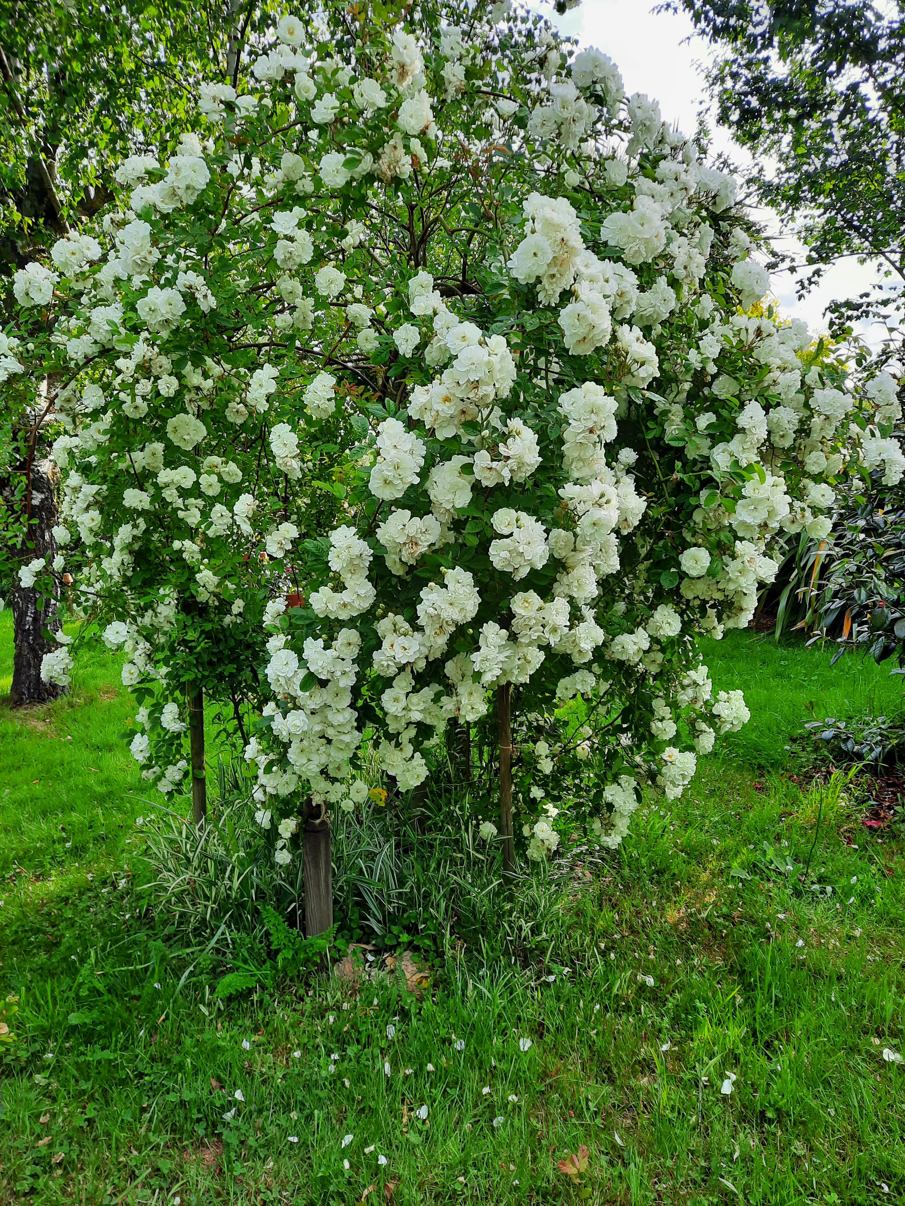 Service entretien jardin 35 entre particuliers