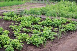 Location jardin potager entre particuliers