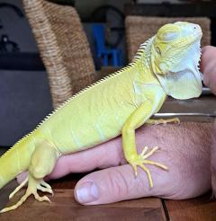 Service reptile entre particuliers